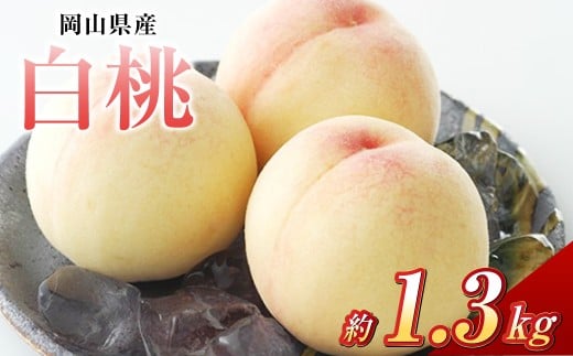 白桃 5玉（合計約1.3kg）果物 デザート スイーツ フルーツ 果肉 美味しい 甘い 柔らかい 上品【2026年7月上旬～7月下旬迄順次発送予定】