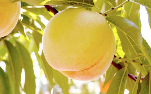 【ロイヤル】岡山白桃8玉入り（1玉220g以上） 計約1.8kg 【白桃 桃 もも モモ フルーツ 果物 岡山県 倉敷市 おすすめ 人気】【2026年7月上旬～8月下旬 発送予定】