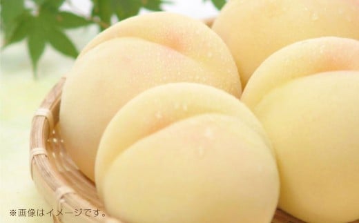 岡山県産白桃 4～6玉 約1.2kg【2026年7月上旬～7月下旬発送予定】【もも 桃 白桃 果物 フルーツ 国産 人気 おすすめ 岡山県 倉敷市】
