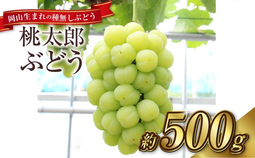桃太郎ぶどう 1房（約500g）果物 ぶどう フルーツ スッキリ 種なし 大粒 人気 皮ごと 美味しい【2026年9月上旬～9月下旬発送予定】