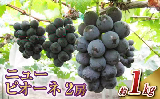 ニュー ピオーネ 2房（1房 500g前後）