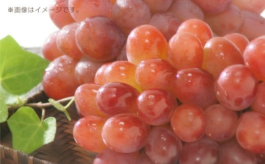 岡山県産紫苑 2房 約1.2kg【2026年11月上旬～11月下旬まで発送予定】【葡萄 ぶどう ブドウ フルーツ 果物 岡山県 倉敷市 おすすめ 人気】