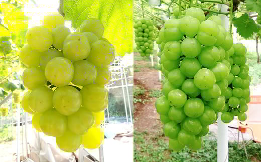 【無加温栽培】岡山県産桃太郎ぶどう1房入り（1房680g以上）【ぶどう 葡萄 人気フルーツ 岡山フルーツ おすすめフルーツ 岡山県 倉敷市】【2026年9月上旬～10月下旬 発送予定】