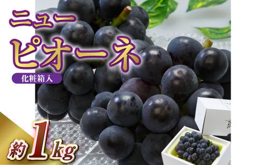 【先行予約】岡山県産 ニューピオーネ 2房（1房480g以上）約1kg 【2026年8月下旬～10月上旬まで順次発送予定】化粧箱入り【 ニューピオーネ 人気フルーツ 岡山フルーツ おすすめフルーツ 岡山県 倉敷市】