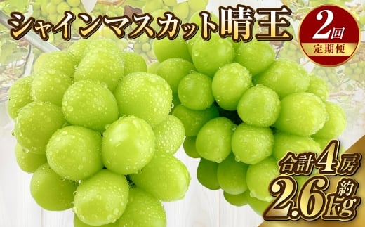 【定期便 全2回／2026年9・10月発送】 岡山県産シャインマスカット 晴王 2房 約1.3kg｜2回定期便 9月10月に1回づつ発送 種無し 皮ごと食べる 旬の美味しさ フレッシュ 先行予約 ハレノフルーツ