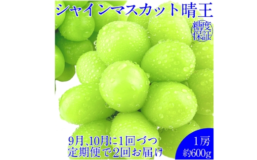 【2回定期便】シャインマスカット 晴王 １房 約600ｇ２回 定期便 9月・10月に1回ずつ発送 種無し 皮ごと食べる フレッシュ 旬の美味しさ【2026年9月上旬発送開始】【岡山県産 種無し 皮ごと食べる みずみずしい 甘い フレッシュ 9月～10月発送 晴れの国 おかやま ぶどう 葡萄 マスカット 果物大国 彩美菜果 岡山県 倉敷市 おすすめ 人気】