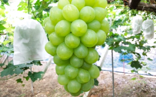 岡山シャインマスカット 1房 750グラム以上