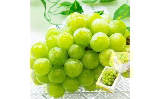 【先行予約】岡山県産 マスカット・オブ・アレキサンドリア 1房（700g以上・秀品以上 ）化粧箱入り【2025年7月上旬-7月下旬 発送予定】【シャインマスカット 果物 フルーツ 国産 人気 おすすめ 岡山県 倉敷市】