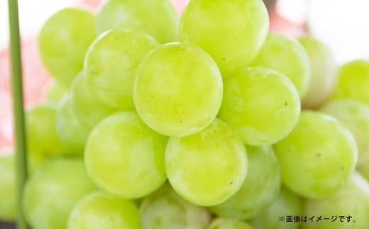 【加温栽培】岡山県産マスカット・オブ・アレキサンドリア1房入り（1房750ｇ以上）【2026年7月上旬～8月下旬 発送予定】【シャインマスカット シャイン マスカット 人気フルーツ 岡山フルーツ おすすめフルーツ 岡山県 倉敷市】