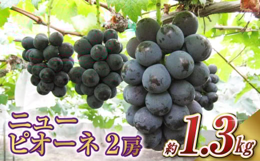 ニュー ピオーネ 2房（1房 650g前後）