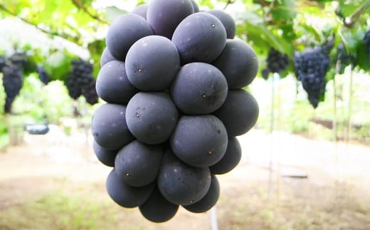 岡山白桃2玉（ロイヤル1玉220g以上）ニューピオーネ1房（1房380g以上）【2026年7月上旬～8月上旬まで発送予定】【白桃 桃 もも モモ ニューピオーネ 葡萄 ぶどう ブドウ フルーツ 果物 岡山県 倉敷市 おすすめ 人気】