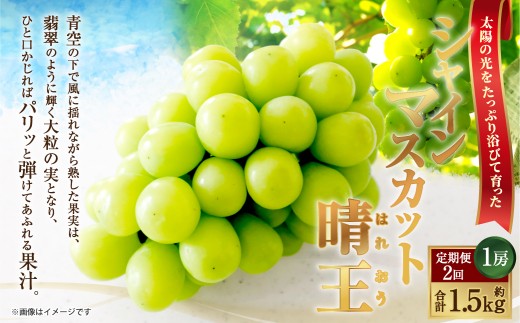 [HS]【定期便 全2回】ぶどう シャイン マスカット 晴王 1房 約750g