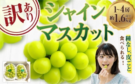 ご家庭用 シャインマスカット 1～3房（約1.6kg以上）