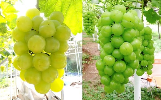 【加温栽培】岡山県産桃太郎ぶどう2房入り（1房480ｇ以上）【2026年7月上旬～8月下旬 発送予定】【ぶどう 葡萄 人気フルーツ 岡山フルーツ おすすめフルーツ 岡山県 倉敷市 おすすめ 人気】