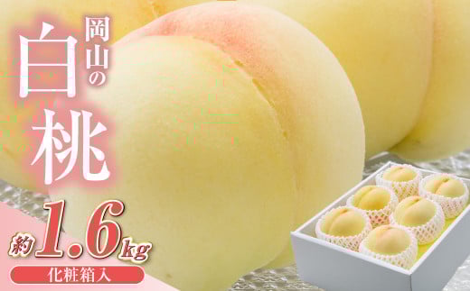 【先行予約】岡山県産　白桃6玉（1.6kg以上）化粧箱入り【2026年7月上旬～8月上旬まで順次発送予定】【もも 桃 白桃 果物 フルーツ 国産 人気 おすすめ 岡山県 倉敷市】