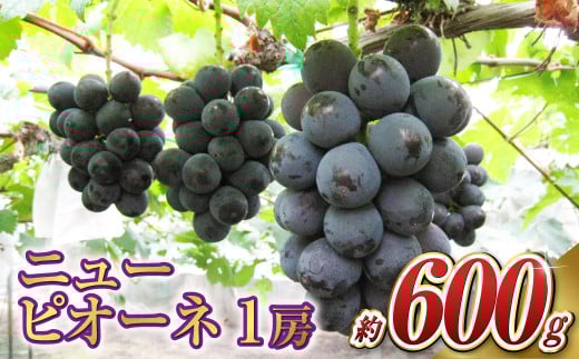 ニュー ピオーネ 1房（1房 600g前後）