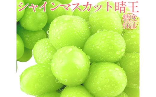 シャインマスカット 晴王 1房 約600g 4回 定期便