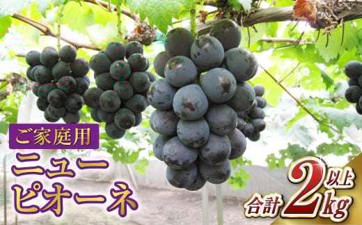 ご家庭用 ニュー ピオーネ 合計2kg以上