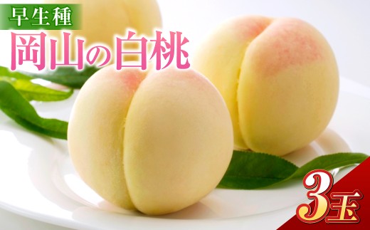 岡山の白桃 （大玉 ／ 早生種） 3玉 （合計約840g） 桃 もも モモ 白桃 くだもの 果物 国産フルーツ 国産 岡山県 倉敷市 【2026年6月下旬～7月下旬迄順次発送予定】