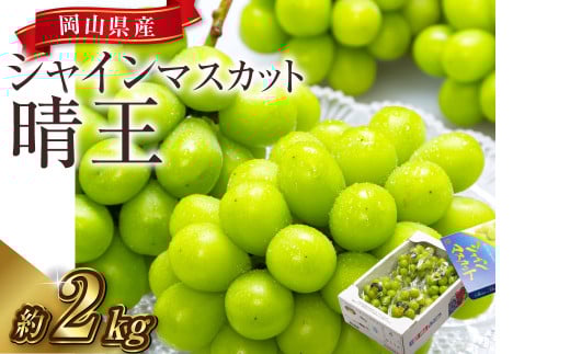 【先行予約】岡山県産 シャインマスカット 『晴王』 4房（1房480g以上）約2kg【2026年8月下旬～10月上旬まで順次発送予定】【シャインマスカット 果物 フルーツ 国産 人気 おすすめ 岡山県 倉敷市】