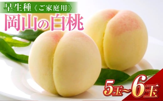 《ご家庭用》 岡山の白桃 （早生種） 5～6玉 （合計約1.3kg） 桃 もも モモ 白桃 くだもの 果物 国産フルーツ 国産 岡山県 倉敷市 【2026年6月下旬～7月下旬迄順次発送予定】