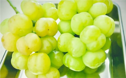 岡山県産ぶどう2種（シャインマスカット+瀬戸ジャイアンツ）家庭用 約5kg