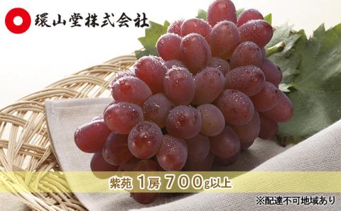 冬 ぶどう2025年 先行予約 紫苑 1房 700g以上 環山堂 岡山県 葡萄 ぶどう 果物 フルーツ