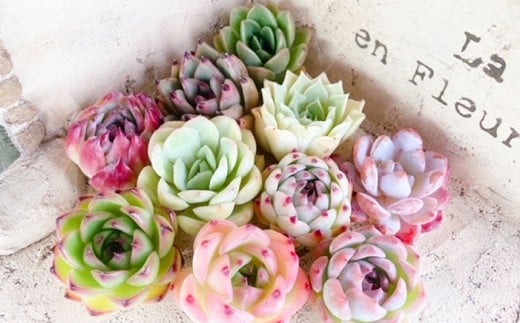 多肉植物の詰め合わせ 8～10株セット