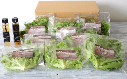 【Ortolano】ファーストクラスのサラダ＆ドレッシングセット B