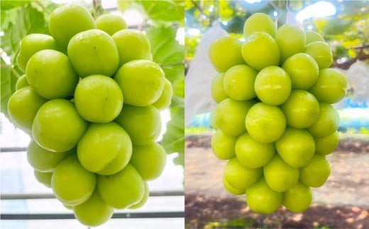 岡山県産 シャインマスカット 家庭用 約10kg