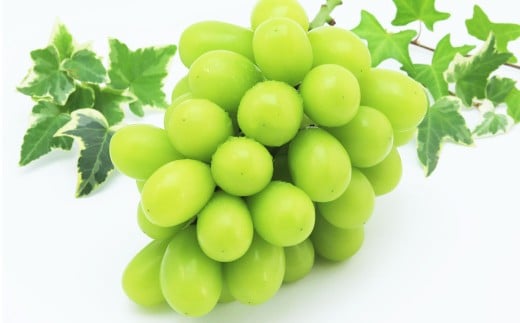 岡山県産シャインマスカット1房・桃太郎ぶどう1房