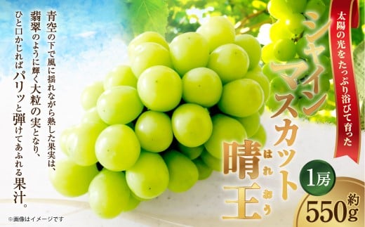 [HS]ぶどう シャイン マスカット 晴王 1房 約550g