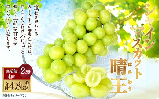 温室 シャインマスカット 晴王 2房（合計約1.2kg）