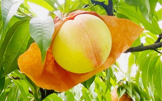 岡山匠の白桃 約1.3kg 4～6玉 家庭用