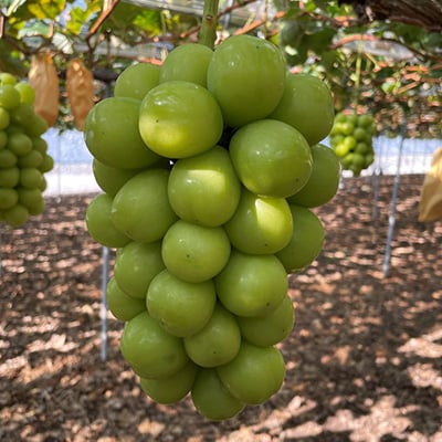 【2026年9月下旬発送】大粒ぶどう3種セット約2kg シャインマスカット ピオーネ クイーンニーナ