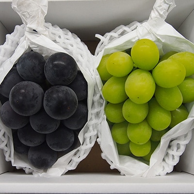 【2026年9月下旬発送】大粒ぶどう2種セット　シャインマスカットほか 2房 約1.2kg