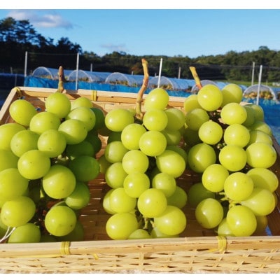 【2026年9月下旬発送】訳ありシャインマスカット 2~4房 1.8kg ご家庭用