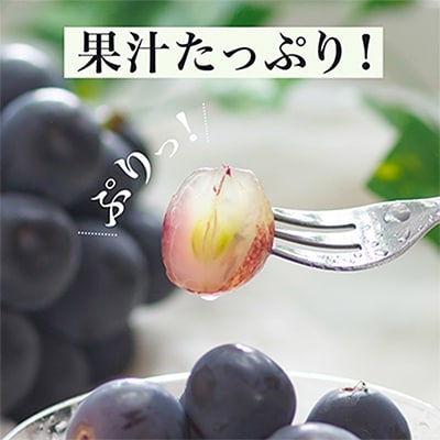 【先行受付】岡山県産　ニューピオーネ2房　(1房600g以上)　化粧箱入り【配送不可地域：離島・北海道・沖縄県】