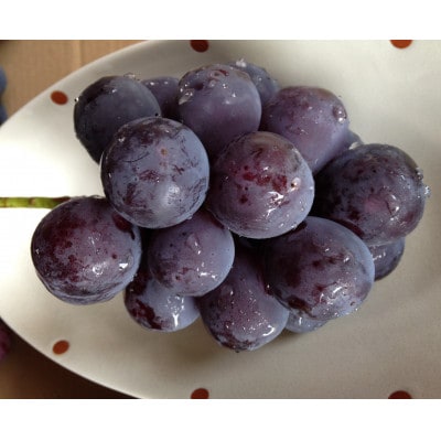 新鮮・朝採り後即出荷!　岡山県　吉備高原産ニューピオーネ　1房入り(700g以上)贈答品