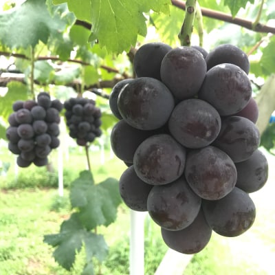 新鮮・朝採り後即出荷!　岡山県　吉備高原産ニューピオーネ　2kg箱(3～4房入)ご贈答品