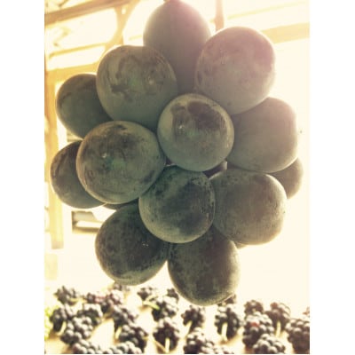 新鮮・朝採り後即出荷!　岡山県　吉備高原産ニューピオーネ　約5kg(7～10房入り)贈答品