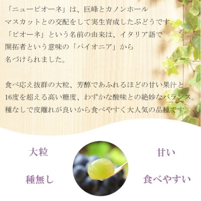 【2026年6月下旬より順次発送】岡山県産 ニューピオーネ 500g×2房【配送不可地域：離島・北海道・沖縄県】