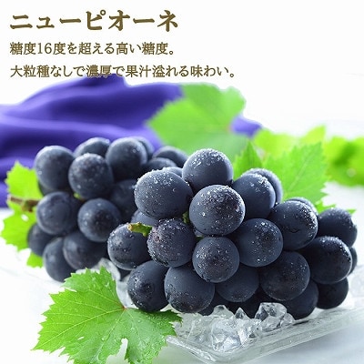 【2026年6月下旬より順次発送】岡山県産シャインマスカット 晴王・ニューピオーネ3Lサイズ詰合せ【配送不可地域：離島・北海道・沖縄県】