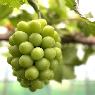 ◆先行受付◆    秋のシャインマスカット「晴王」2房　2026年発送　【配送不可地域：離島・北海道・沖縄県】