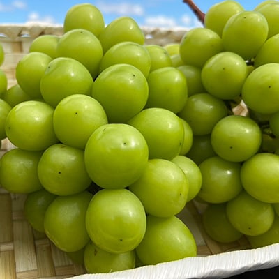 【2026年9月下旬発送】大粒シャインマスカット 約2kg(2～4房)