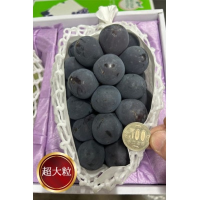 【先行受付】岡山県産 ぼっけえ大粒ニューピオーネ1房(800g以上) 化粧箱入り【配送不可地域：離島・北海道・沖縄県】