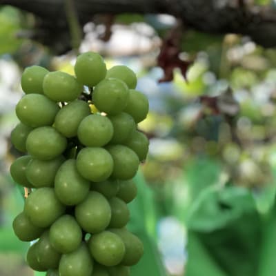 【2026年度発送分】早起き農家の直送便　お土産シャインマスカット2房【配送不可地域：離島・北海道・沖縄県】