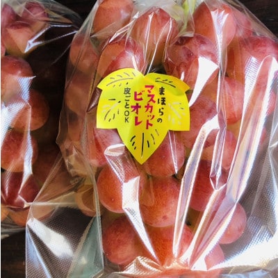 【2026年度発送分】早起き農家の直送便　お土産マスカットビオレ2房【配送不可地域：離島・北海道・沖縄県】