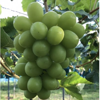 【2026年度発送分】早起き農家の直送便　上出来シャインマスカット1房【配送不可地域：離島・北海道・沖縄県】