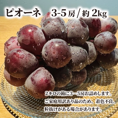 【2026年先行予約】【訳あり】ピオーネ ご家庭用 3-5房入/計2kg～(岡山県産)【配送不可地域：離島】